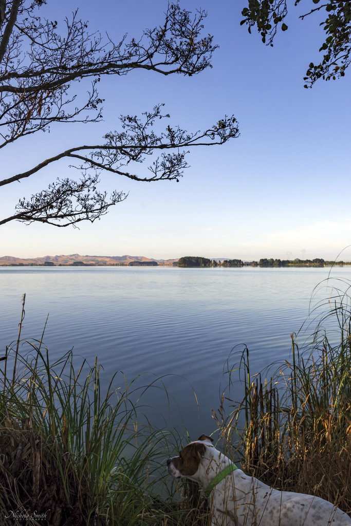 Lake Waikare #3 (and Tilly ☺) by nickspicsnz