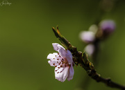 1st Mar 2020 - Nectarine Bloom