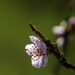 Nectarine Bloom by jgpittenger