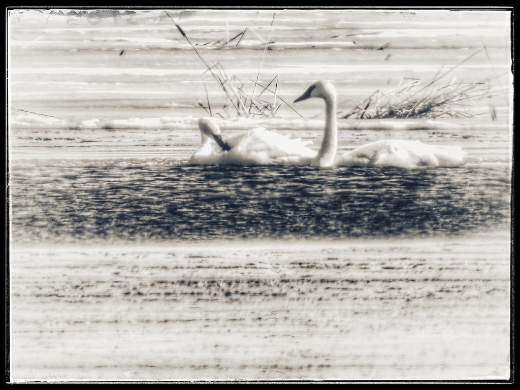 First swans by amyk