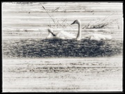 29th Feb 2020 - First swans