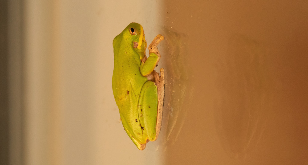 Tree Frog on the Back Sliding Door! by rickster549