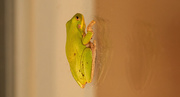 29th Feb 2020 - Tree Frog on the Back Sliding Door!