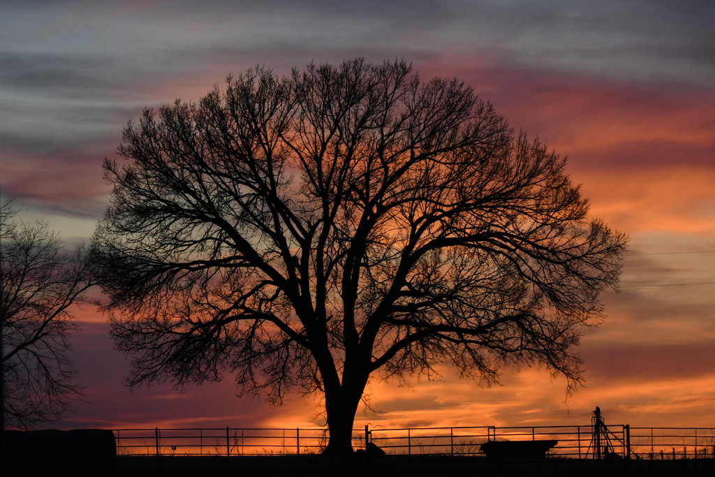 A Magnificent Tree by kareenking