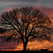 A Magnificent Tree by kareenking