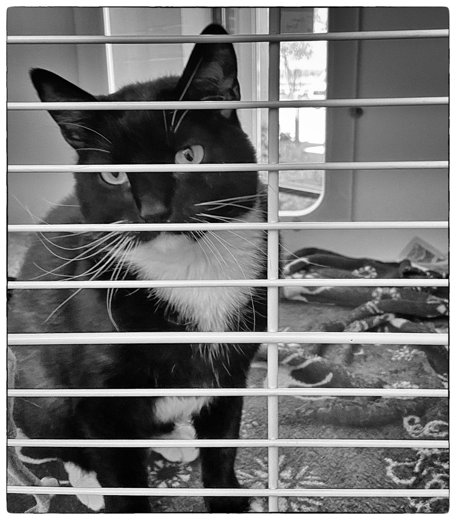 At the animal shelter by eudora