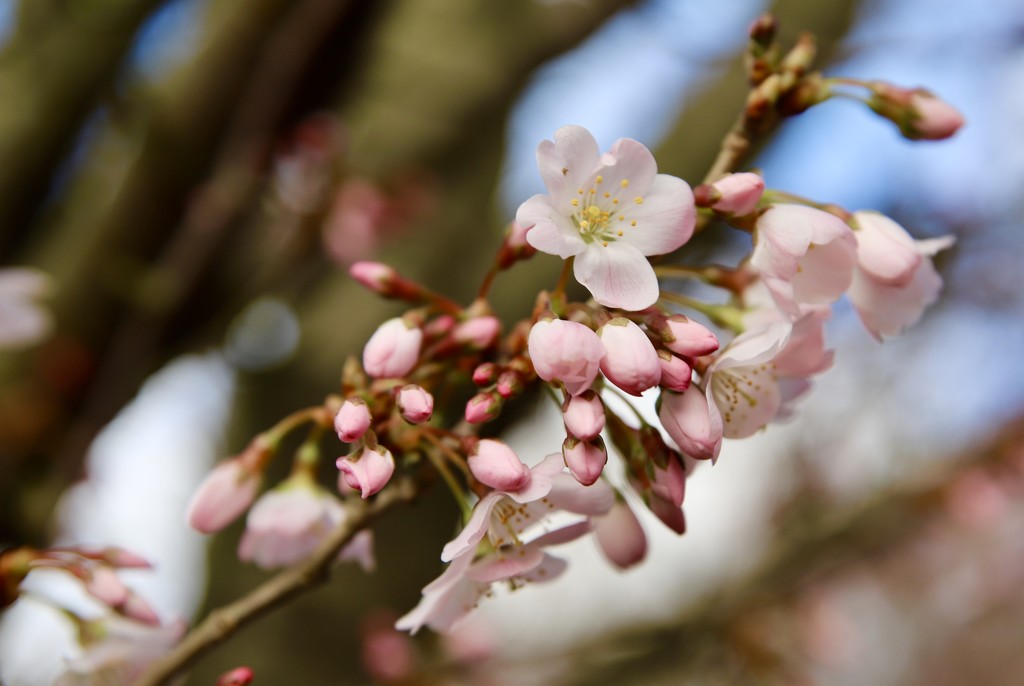 Cherry Blossom by phil_sandford