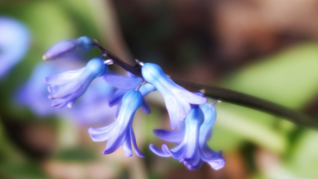 Hyacinth by mattjcuk