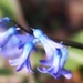 Hyacinth by mattjcuk
