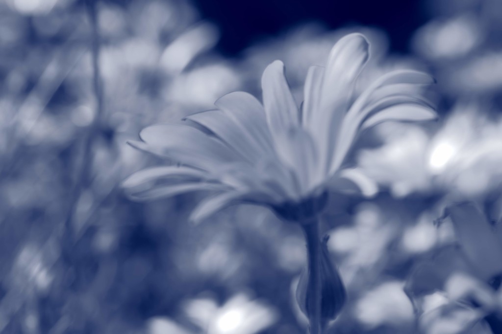 Blue garden by blueberry1222