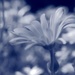 Blue garden by blueberry1222