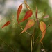 Backlit Leaves P3010620 by merrelyn