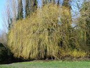 1st Mar 2020 - Willow 