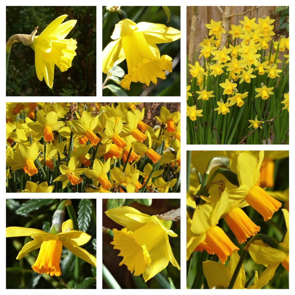  First Day of Spring Garden Collage 1.......... by susiemc