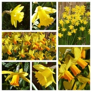 1st Mar 2020 -  First Day of Spring Garden Collage 1..........