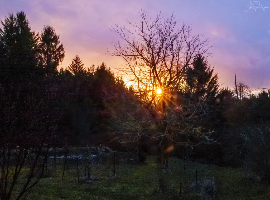 Sunset Through the Butternut Tree Impression by jgpittenger