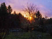 2nd Mar 2020 - Sunset Through the Butternut Tree Impression