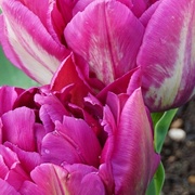 1st Mar 2020 - two double tulips