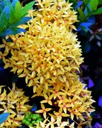 2nd Mar 2020 - Yellow Ixora Flower ~    