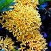 Yellow Ixora Flower ~     by happysnaps