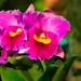 An orchid by haskar
