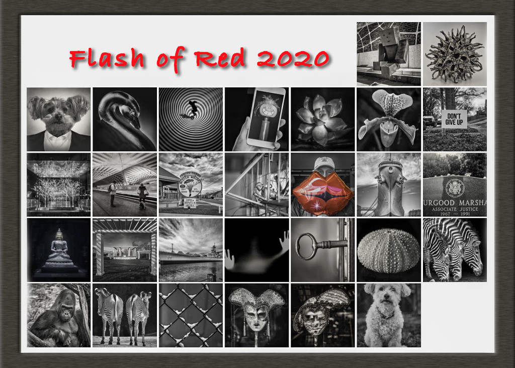 Flash of Red 2020 by rosiekerr