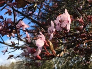 29th Feb 2020 - Cherry Tree Blossom 