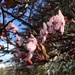 Cherry Tree Blossom  by cataylor41