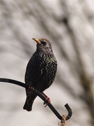 1st Mar 2020 - shining starling