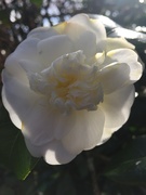 1st Mar 2020 - First Camelia this Spring 