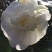First Camelia this Spring  by snowy