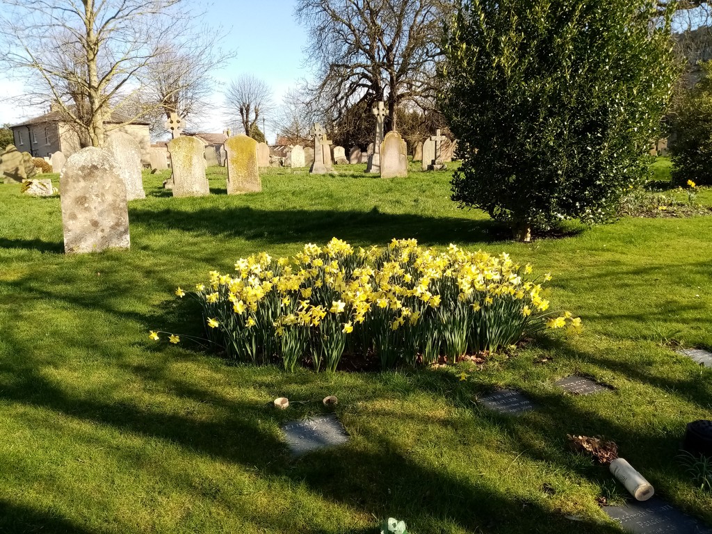 Daffodils in the Churchyard  by g3xbm