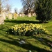 Daffodils in the Churchyard  by g3xbm