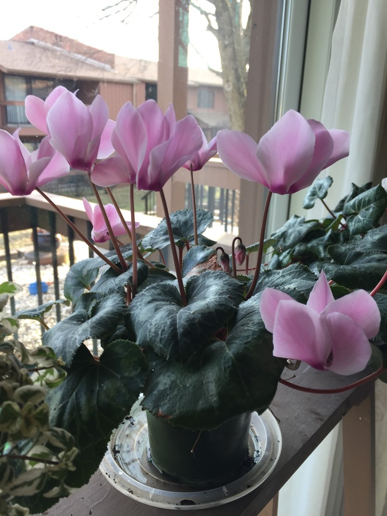 Dad’s cyclamen has pink flowers  by kchuk