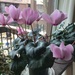 Dad’s cyclamen has pink flowers  by kchuk