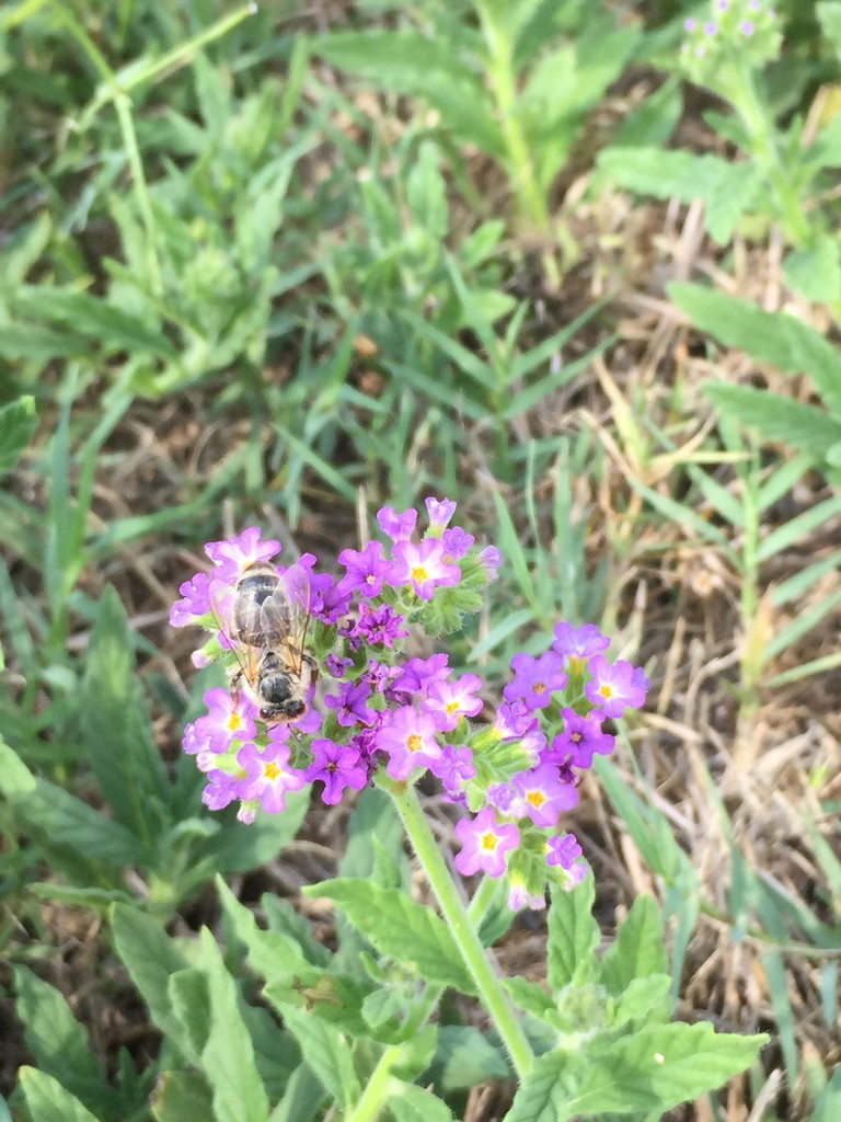 Busy Bee by alisonjyoung