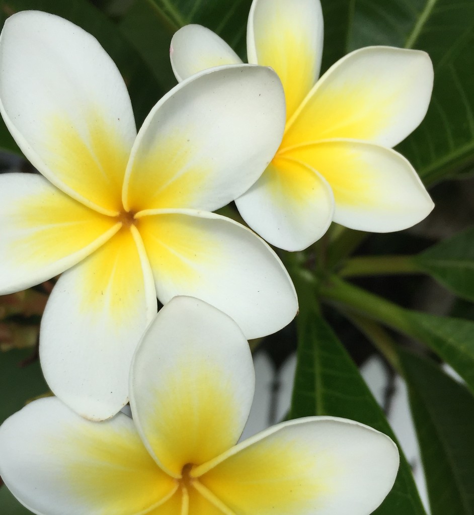 Frangipani by alisonjyoung