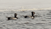 1st Mar 2020 - ring-necked ducks 