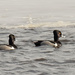 ring-necked ducks  by rminer