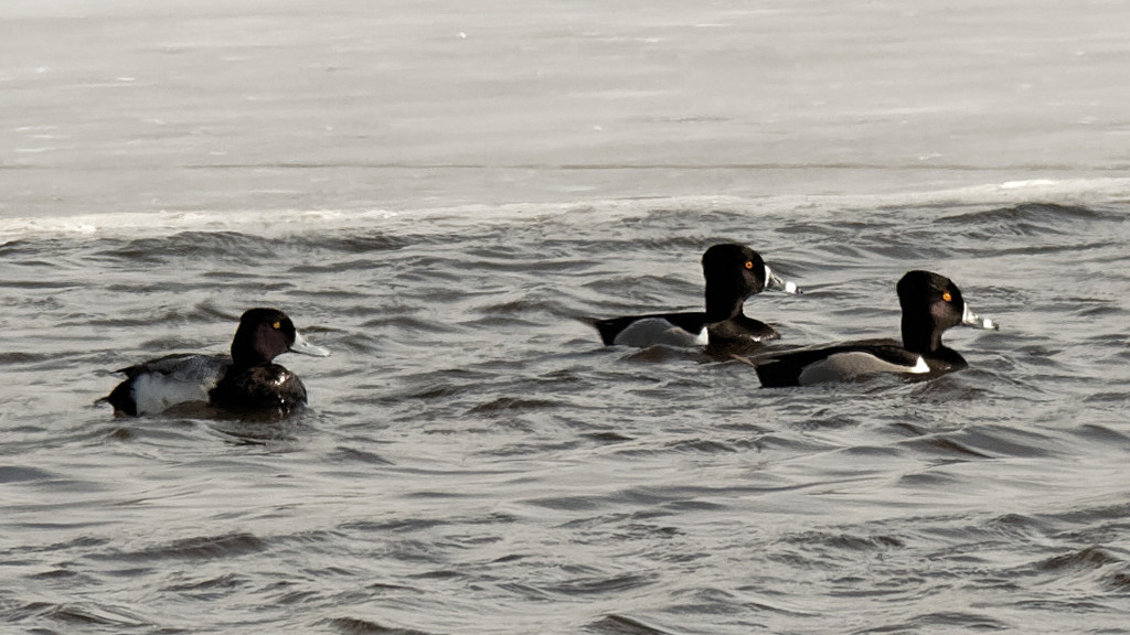 three ring-necked ducks by rminer