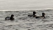 1st Mar 2020 - three ring-necked ducks