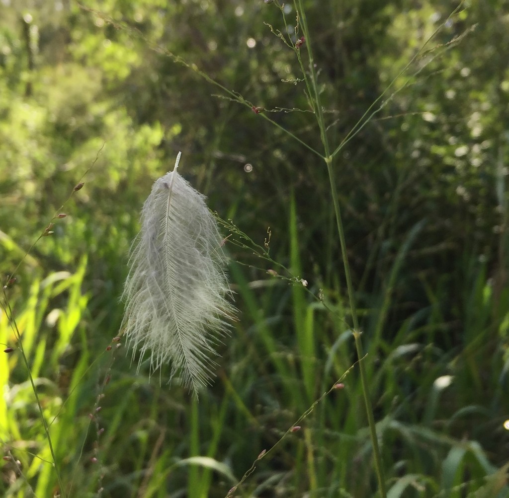 Caught on Cobweb by alisonjyoung