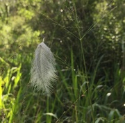 22nd Jan 2020 - Caught on Cobweb