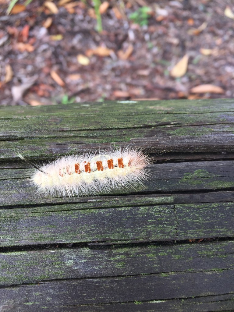 Caterpillar by alisonjyoung