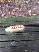 7th Feb 2020 - Caterpillar