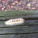 Caterpillar by alisonjyoung