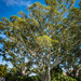 Florida Tree by mgmurray