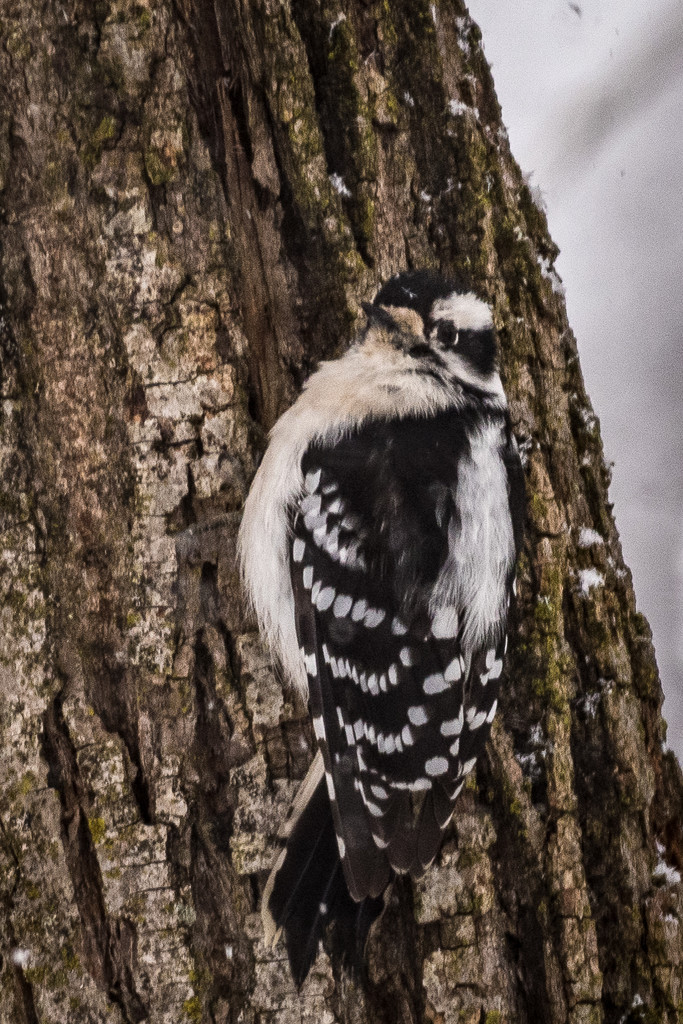 Ms. Downy Woodpecker by mgmurray