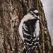 Ms. Downy Woodpecker by mgmurray