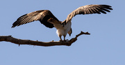 1st Mar 2020 - Osprey Spreading It's Wings!